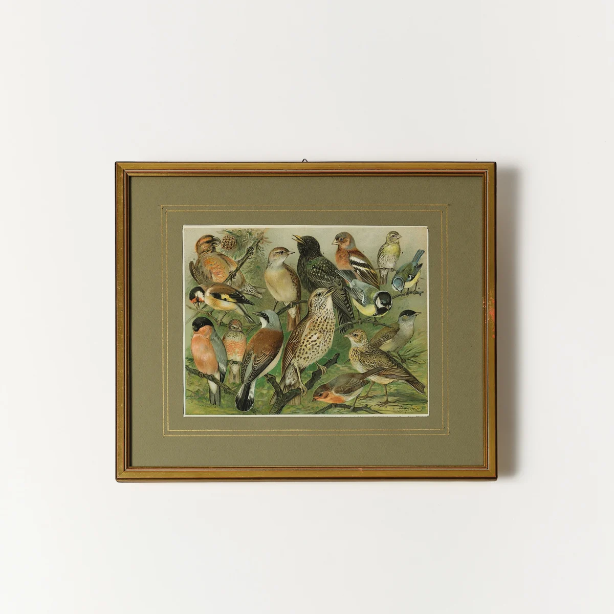 Framed Lithographs of Birds - Image 2