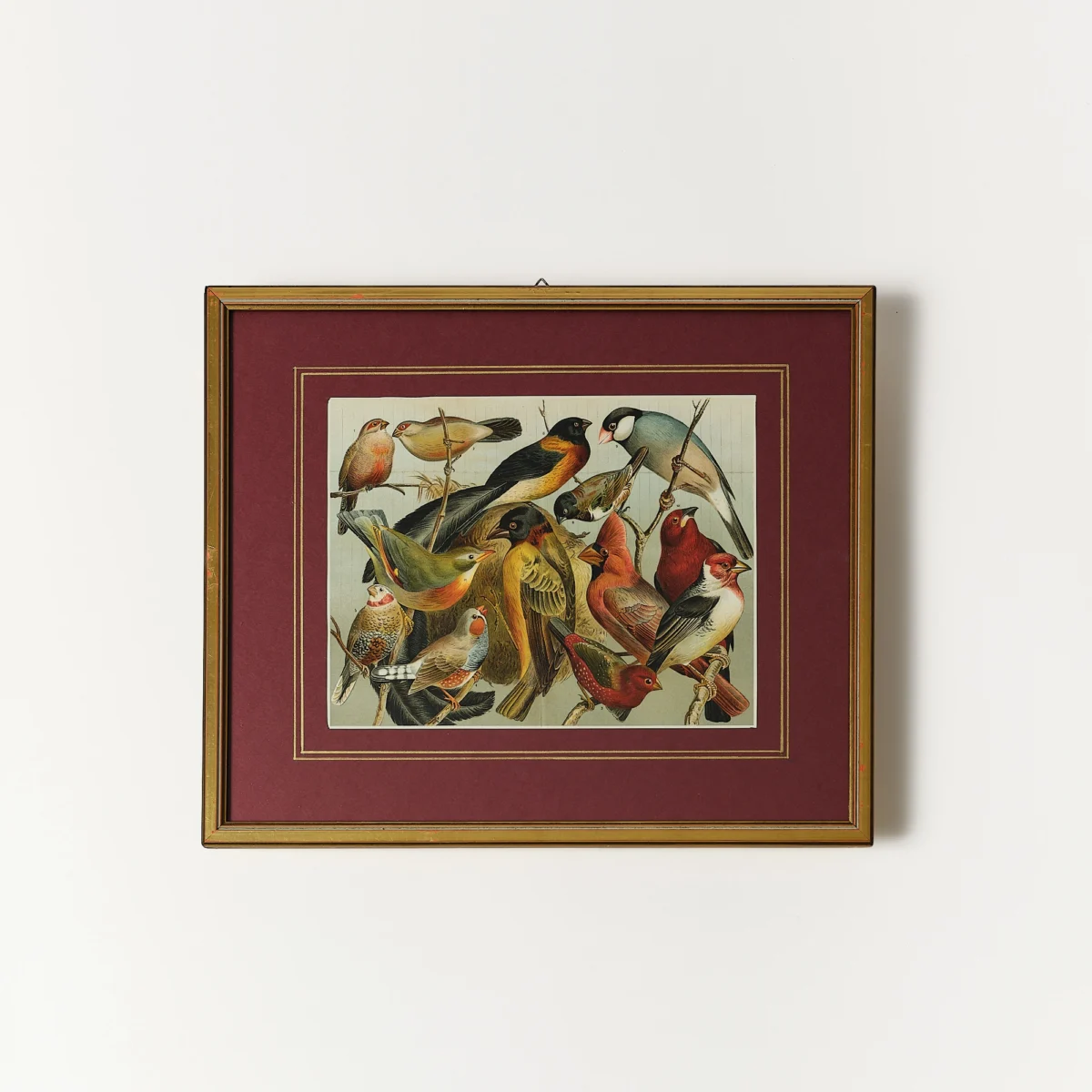 Framed Lithographs of Birds - Image 3