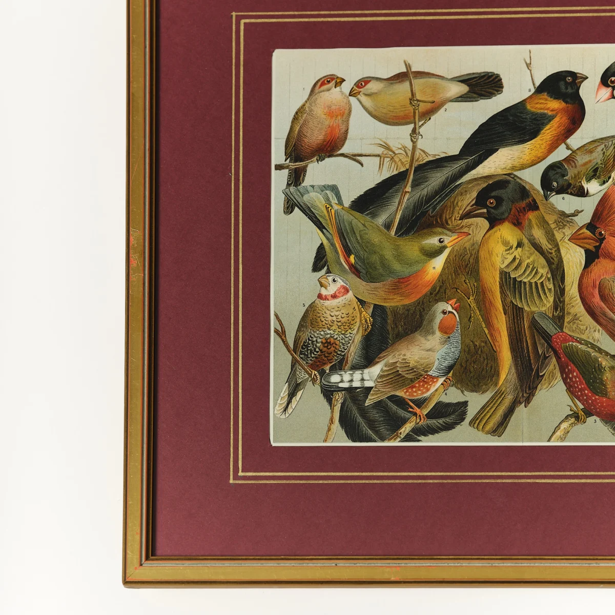 Framed Lithographs of Birds - Image 4