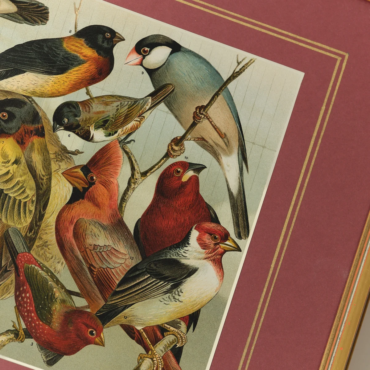 Framed Lithographs of Birds - Image 5