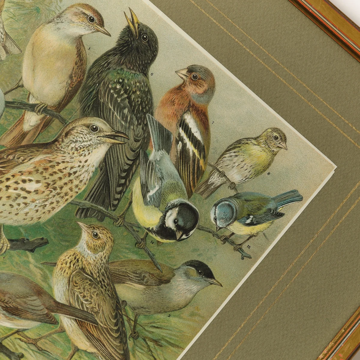 Framed Lithographs of Birds - Image 6