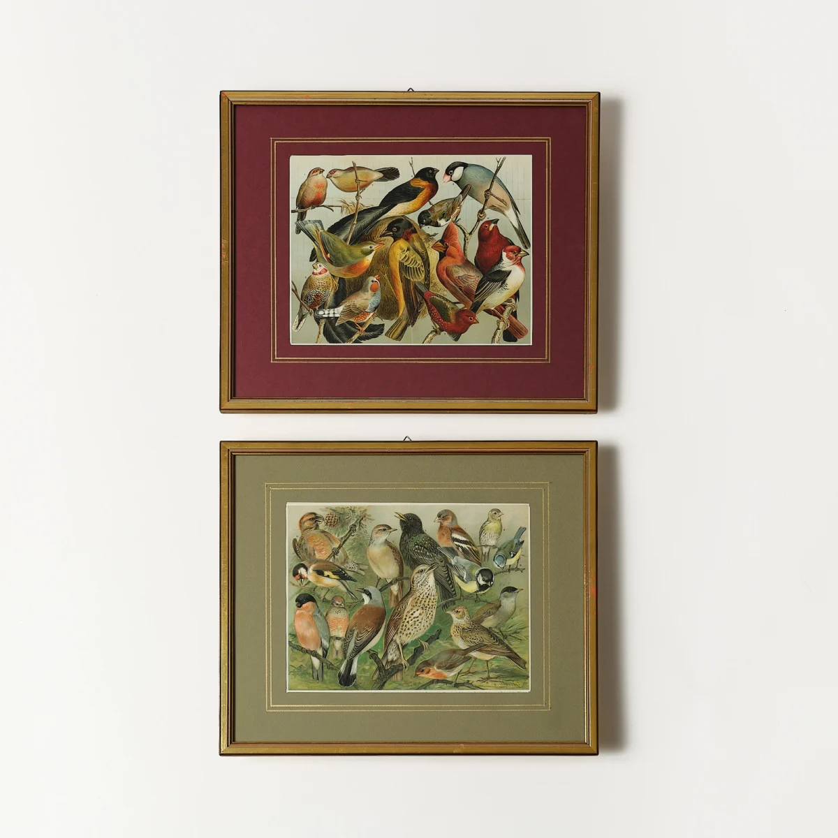 Framed Lithographs of Birds