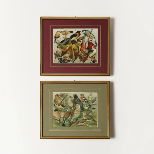 Framed Lithographs of Birds